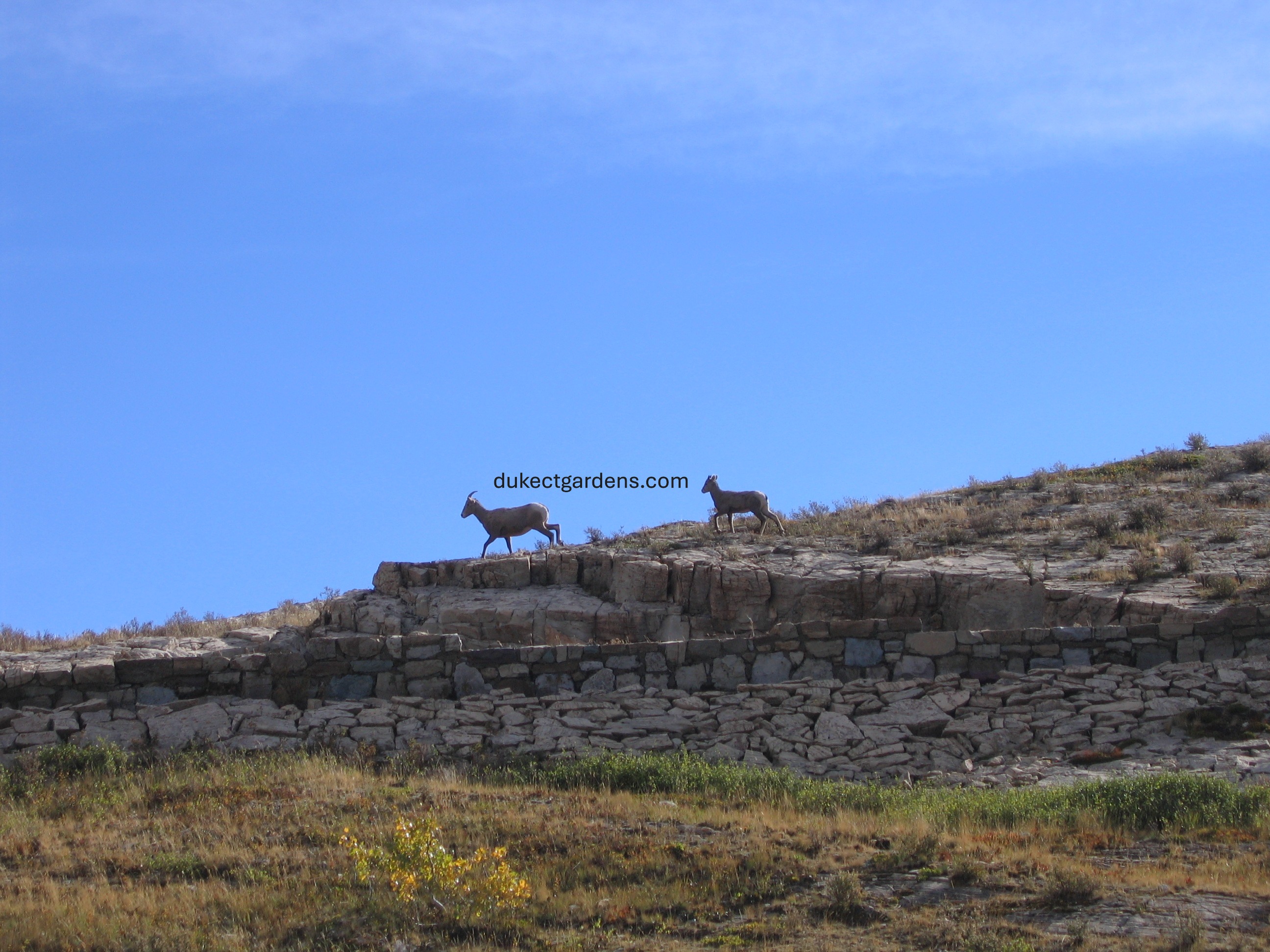 Hilltop Mountain Goats in Glacier National Park