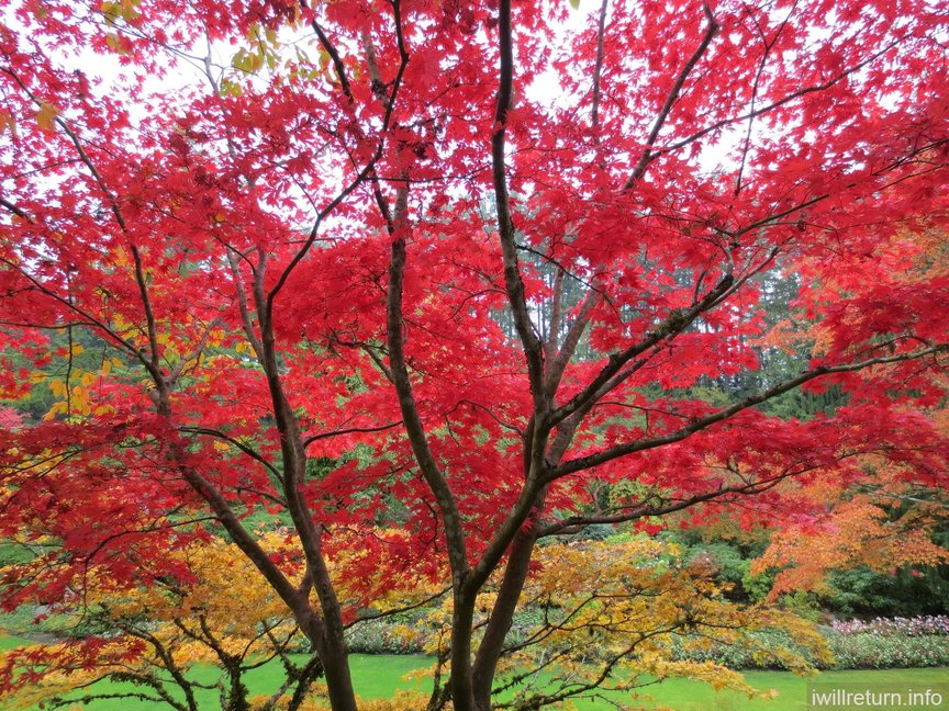 Japanese Maple, Butchart Gardens