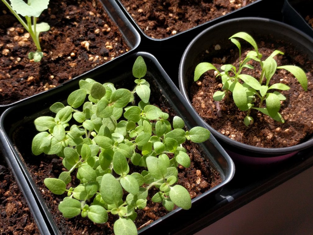 home-grown seedlings