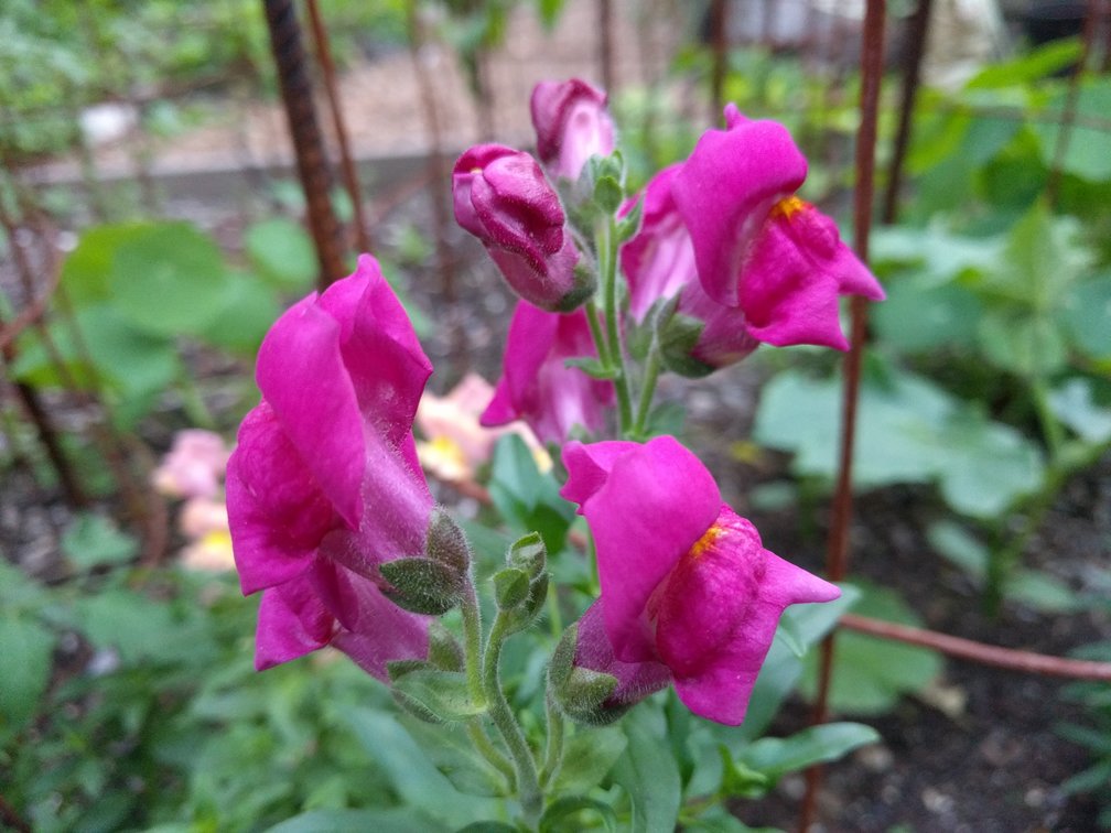 Snapdragon