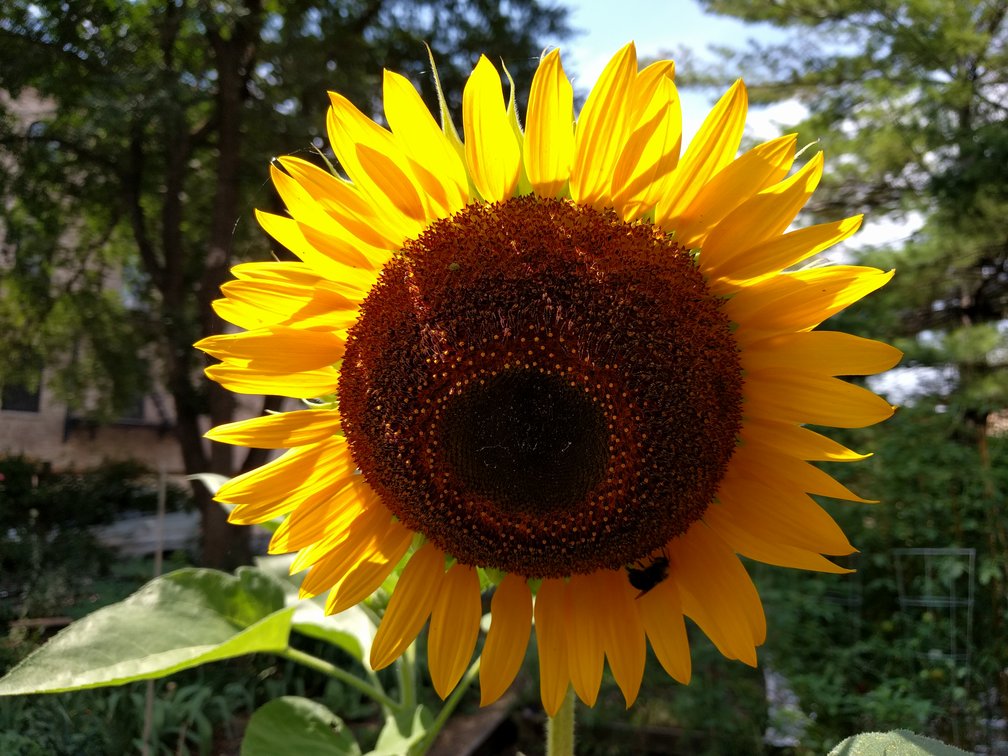A Yellow Disk Sunflower and a Visiting Bee